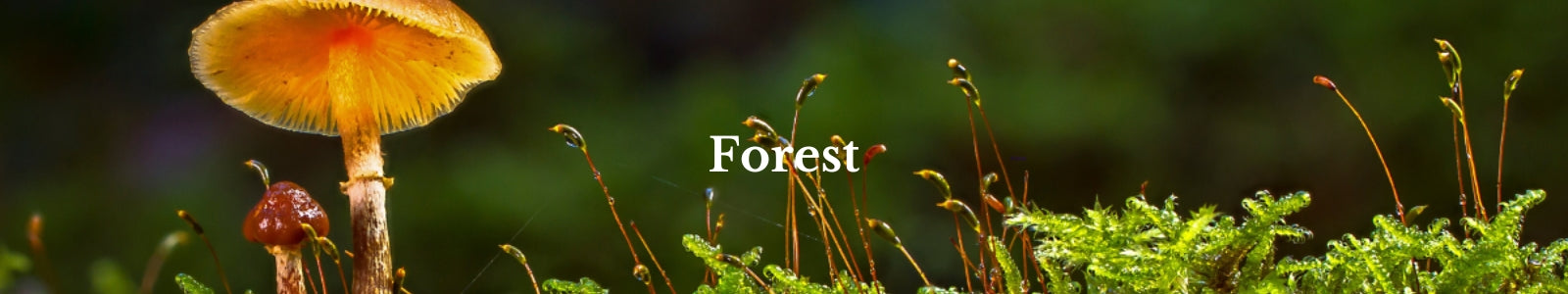 Forest juwelen zijn geïnspireerd door wat groeit en bloeit in het bos. De schoonheid en kracht van moedernatuur verwerkt in een sieraad