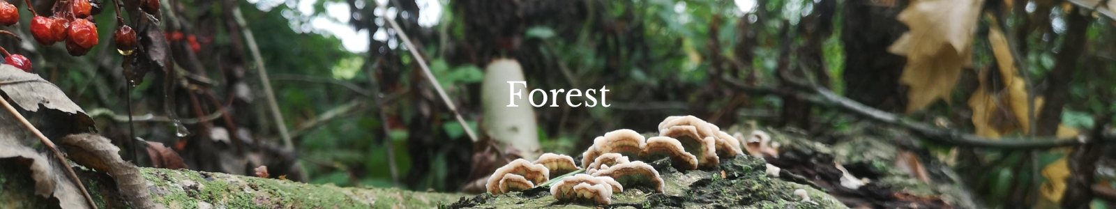 Forest collectie- handgemaakte design sieraden geïnspireerd door alles wat groeit en bloeit in het bos door Goudsmederij Goedbloed